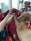 Cozy cuddles with man's best friend