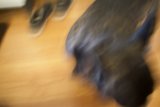 Paws on Hardwood