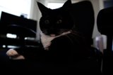 The Monochrome Feline Work Buddy