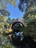 Serenity at the Japanese Tea Garden