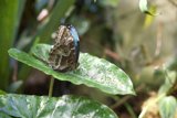 Intricate Delicate - Butterfly Encounter