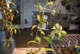A Botanical Encounter: Plant Life Indoors