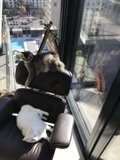 Feline Roommates: Two Cats Enjoy the View from a Comfy Chair