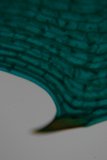 Close-up of a Green Leaf