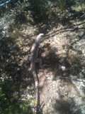 A Lizard on the Rocks
