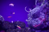 Vibrant Underwater Ballet in 2023