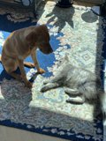 Furry Friends on a Cozy Rug