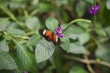 Radiant Monarch on a Sprig of Purple