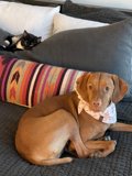 Furry Friends Taking a Rest