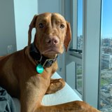 City View Pup