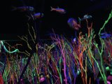 Submerged in Meow Wolf