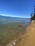 Beach Fun with Furry Friends