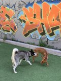 Canine Art