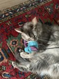 Playtime with Purr-fect Accessories