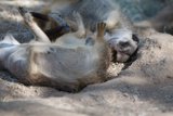 Playtime in the Dirt