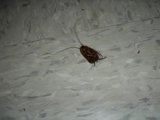 Unwanted Visitor