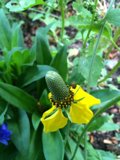 A Yellow Daisy Amongst Blue Anemones