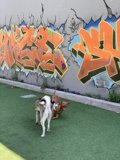 Playtime Amidst Graffiti