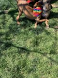 Playtime in Pasadena