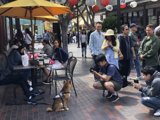 Dining with a Furry Friend