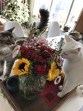 Feline Florist