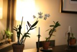 Elegant Flower Arrangement