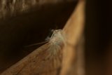Insect Encounter