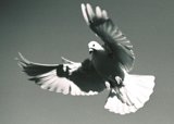 Majestic Dove Soaring Through the Blue Skies