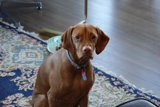 Home Décor Pup