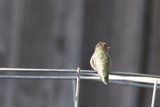 Tranquil Perch