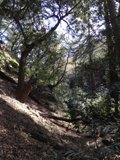 Traversing the Woodland Trail