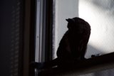 Shadowy Companion