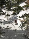 Snowboarding Adventure in the Coniferous Wilderness