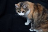 Calico Beauty