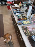 Brunch with a Furry Friend