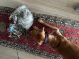 Playtime on the Hardwood