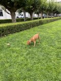A Pawsome Day at Veterans Memorial Park