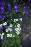 A Blooming Symphony in San Francisco
