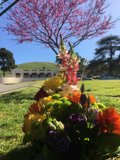 Serenity in Bloom