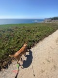 Canine Stroll Along the Coastal Path