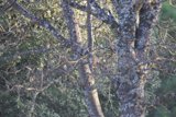 Whispering Branches of Winter
