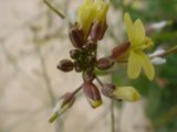 Blooming Orchid
