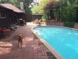 Poolside Pooch