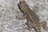 Sunbathing Lizard in the Park