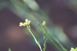 Delicate Yellow Wildflower Blooms at Mount Diablo