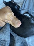 Furry Friends' Snooze Time