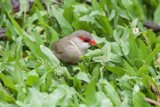 Vivid Encounter at Honolulu Zoo