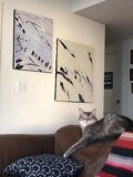 Feline Art Critic