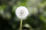 Dandelion Bloom