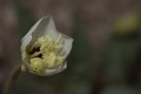 White and Yellow Flower Blooming
